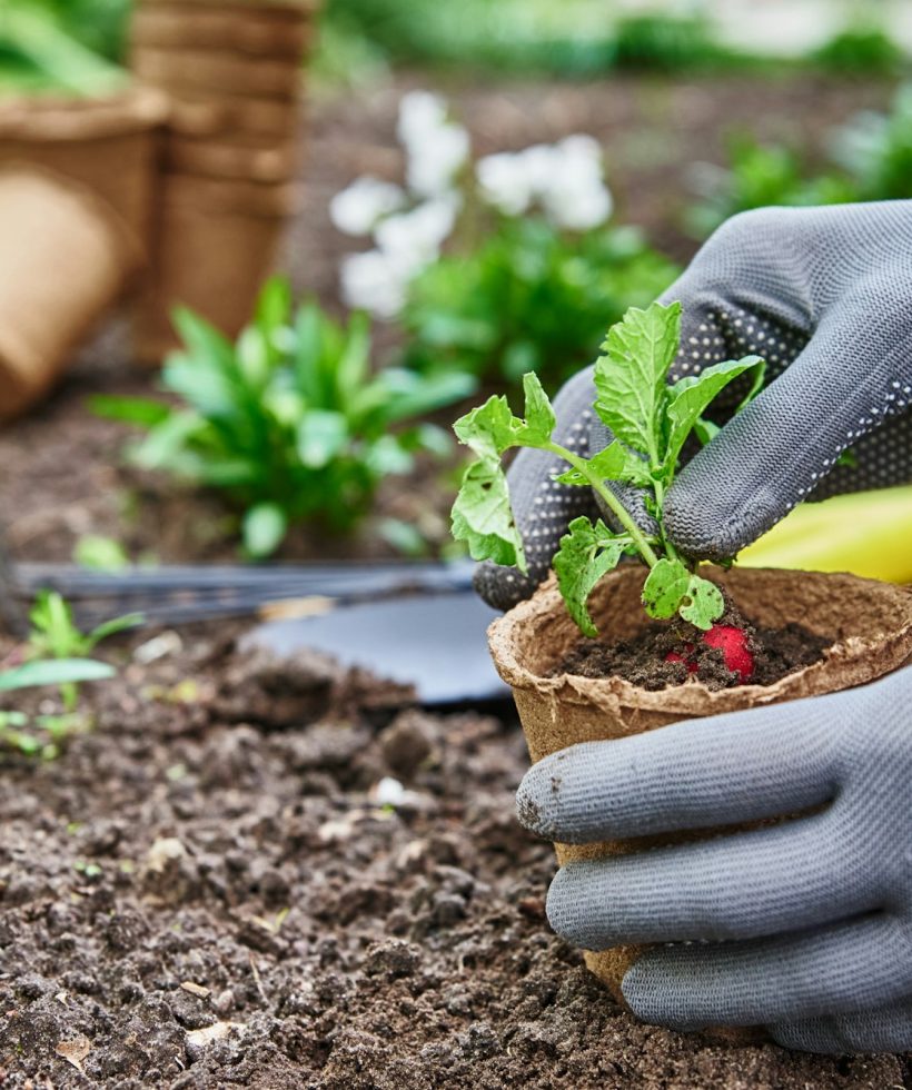 gardener-hands-picking-and-planting-vegetable-plan-9R3ZTU6 gardener-hands-picking-and-planting-vegetable-plan-9R3ZTU6